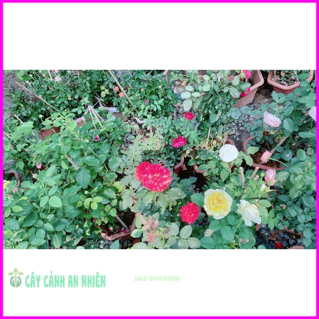 Chậu Hoa Hồng Tezza