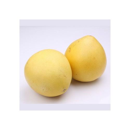 CÂY GIỐNG BƯỞI VÀNG SIÊU NGON SIÊU QUẢ- CAM KÊT GIỐNG CHUẨN F1 - CGBVF1