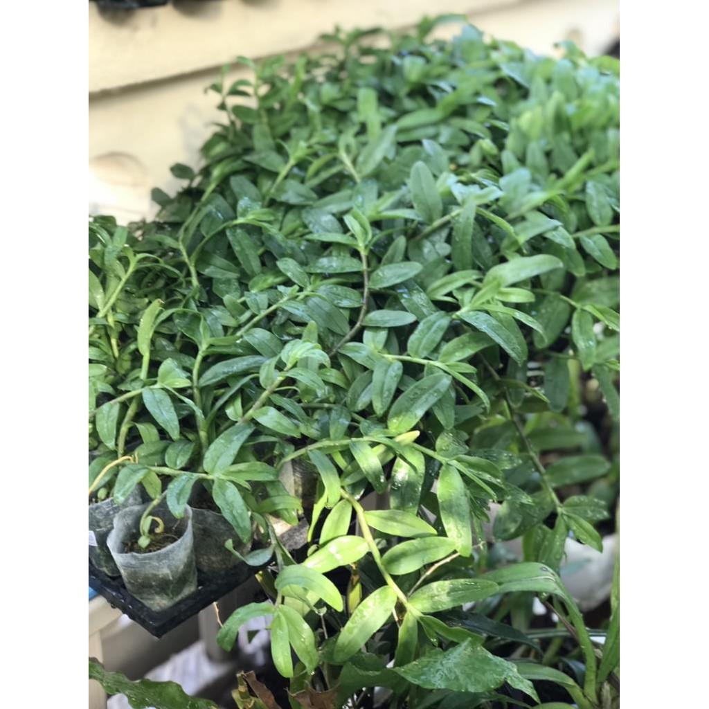 Hoa lan Hồng ngọc thiên sứ