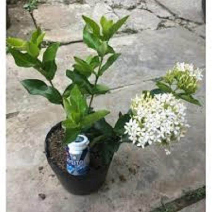 HOA MẪU ĐƠN TRẮNG, ĐƠN TA, GỬI ĐI NGUYÊN BẦU