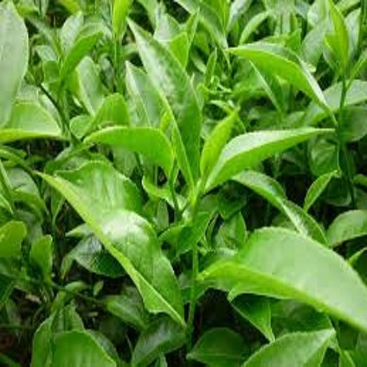 Combo 3 bầu cây giống cây trà xanh