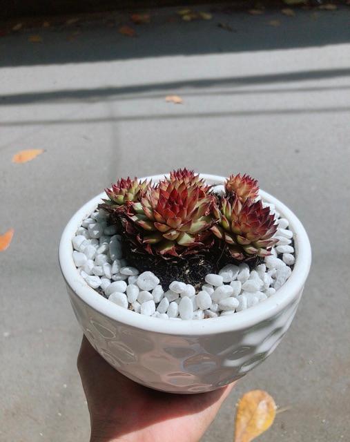 Chậu Sen Phật Bà Đỏ