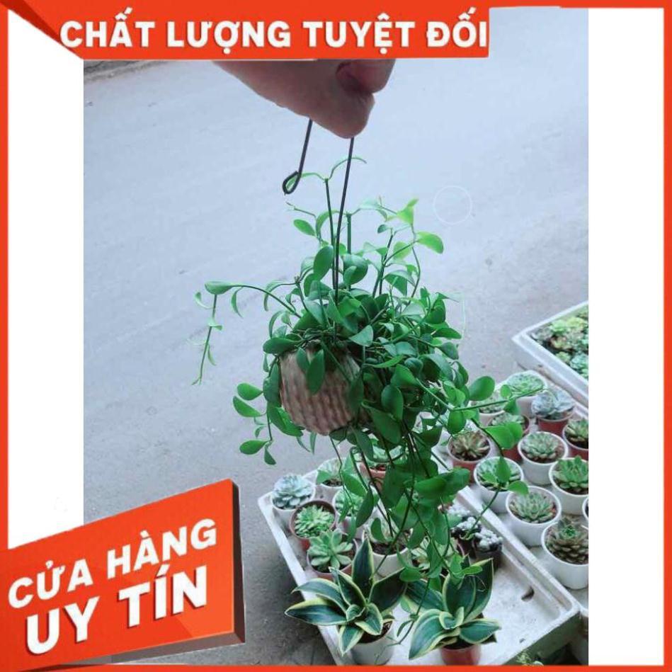 Đô la vỏ ốc Nhiều Người Mua