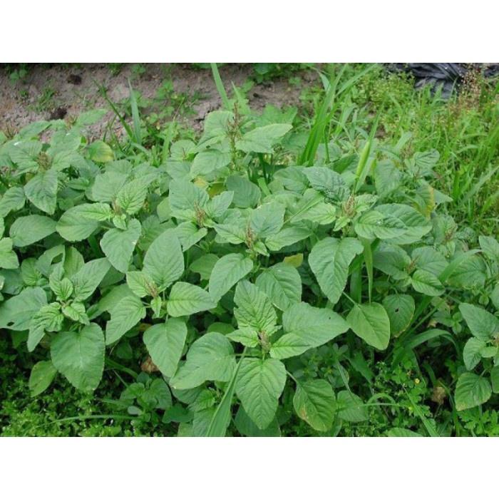 Hạt Giống Rau Dền Xanh Lá Tròn Cao Sản Dễ Trồng Năng Xuất Cao Gói 20G 5000 Hạt - Khu Vườn Ban Công
