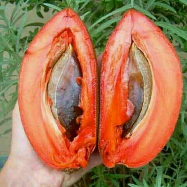 Cây giống hồng xiêm ruột đỏ khổng lồ