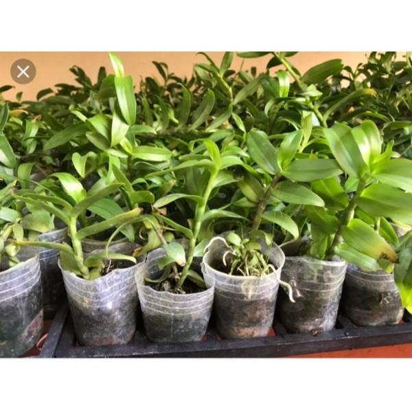 Hoa phong lan 5ct họng hồng