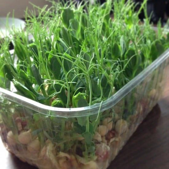 Hạt giống rau mầm đậu hà lan gói 50gr - Giàu đạm