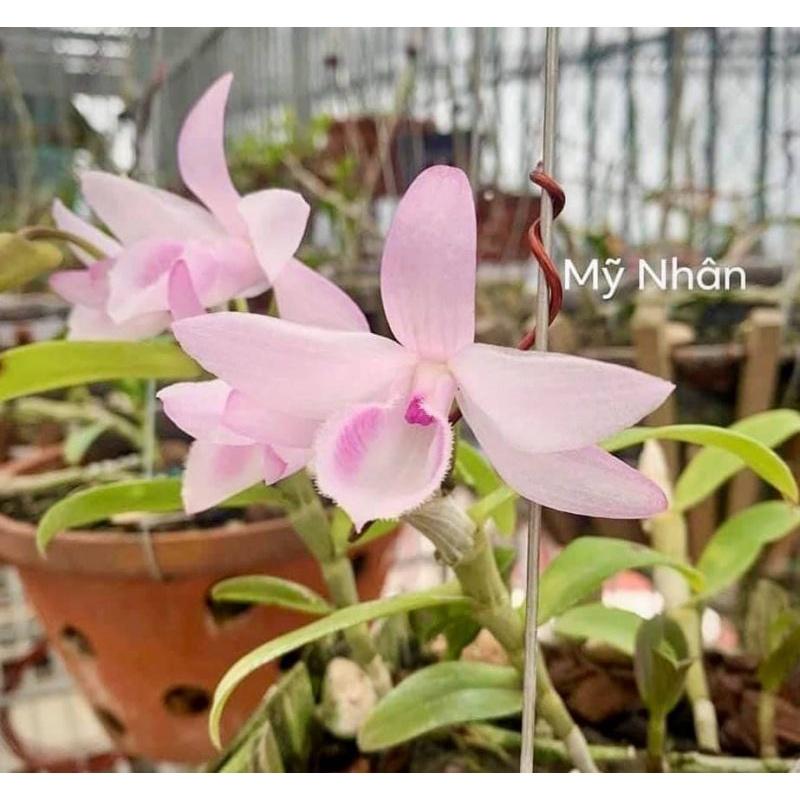 Cốc lan phi điệp đột biến 5 cánh HỒNG MỸ NHÂN, hoa cực đẹp, cực hiếm, hàng gieo hạt, cây y hình