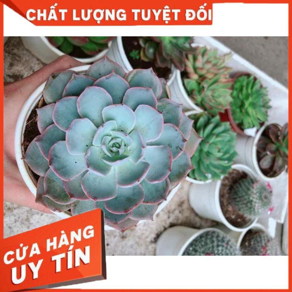 Sen đá hồng phấn Nhiều Người Mua