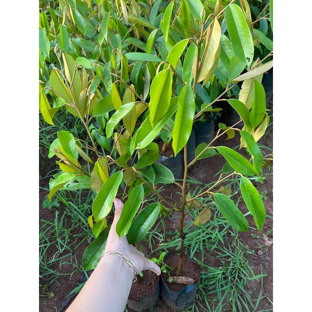 CÂY GIỐNG SẦU RIÊNG BLACK THORN