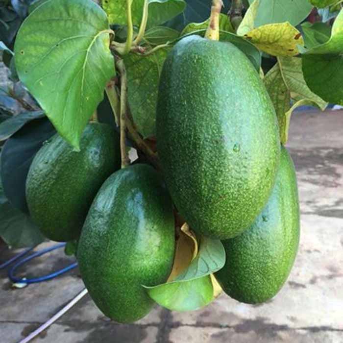 Giống bơ Thành Bích trái to khổng lồ nhất hiện nay