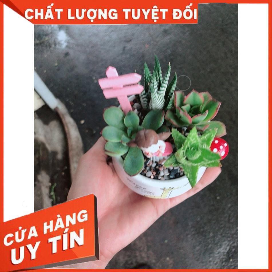 Chậu sen đá tiểu cảnh 13