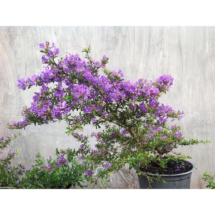 Cây Linh Sam 86 - cây phôi làm bonsai, tiểu cảnh