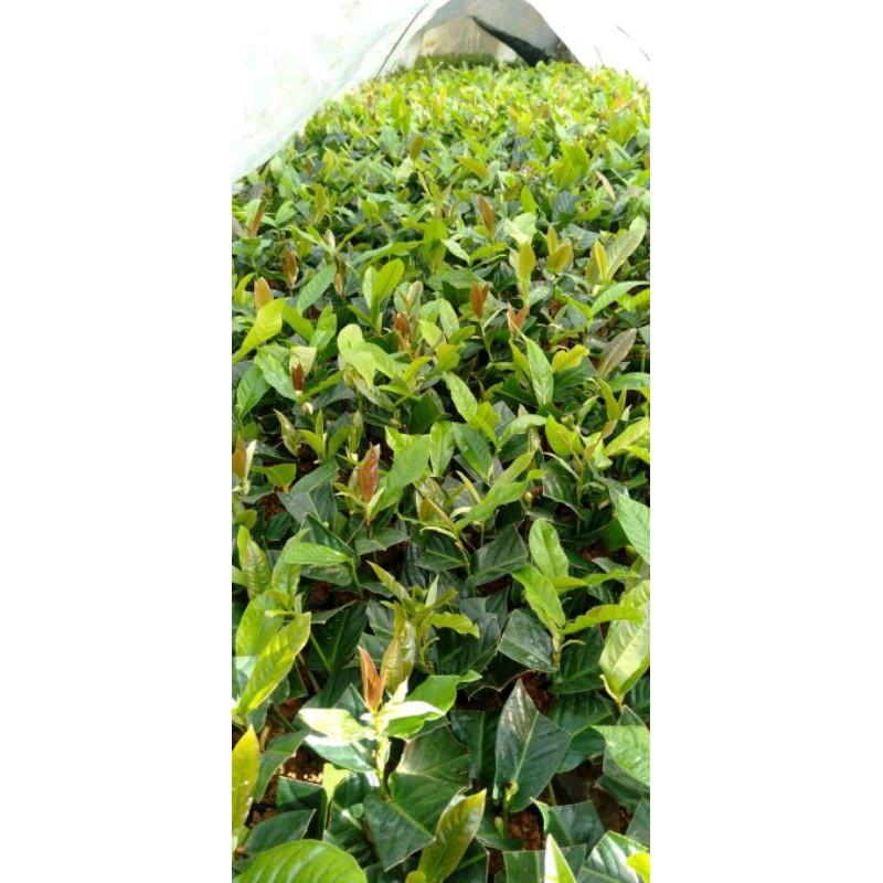 Cây giống hải đường