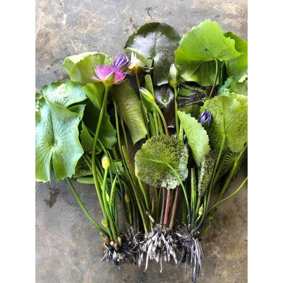 Cây Hoa Súng Đỏ - Hoa Quanh Năm