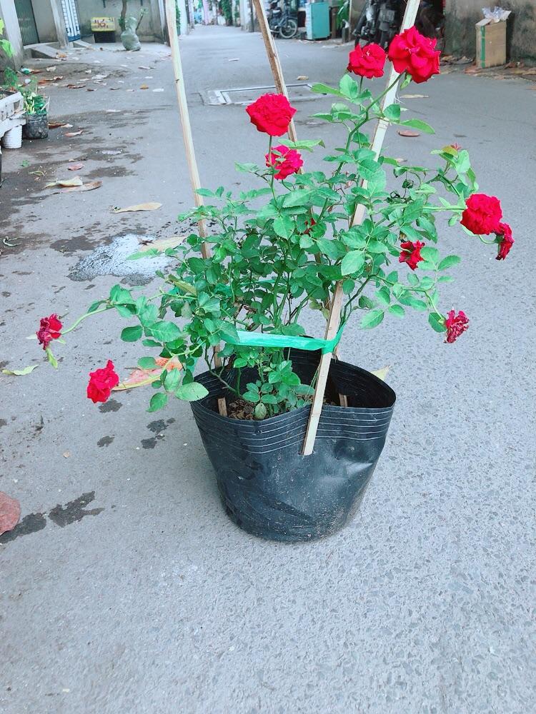 Bụi Hoa Hồng Siêu Nụ