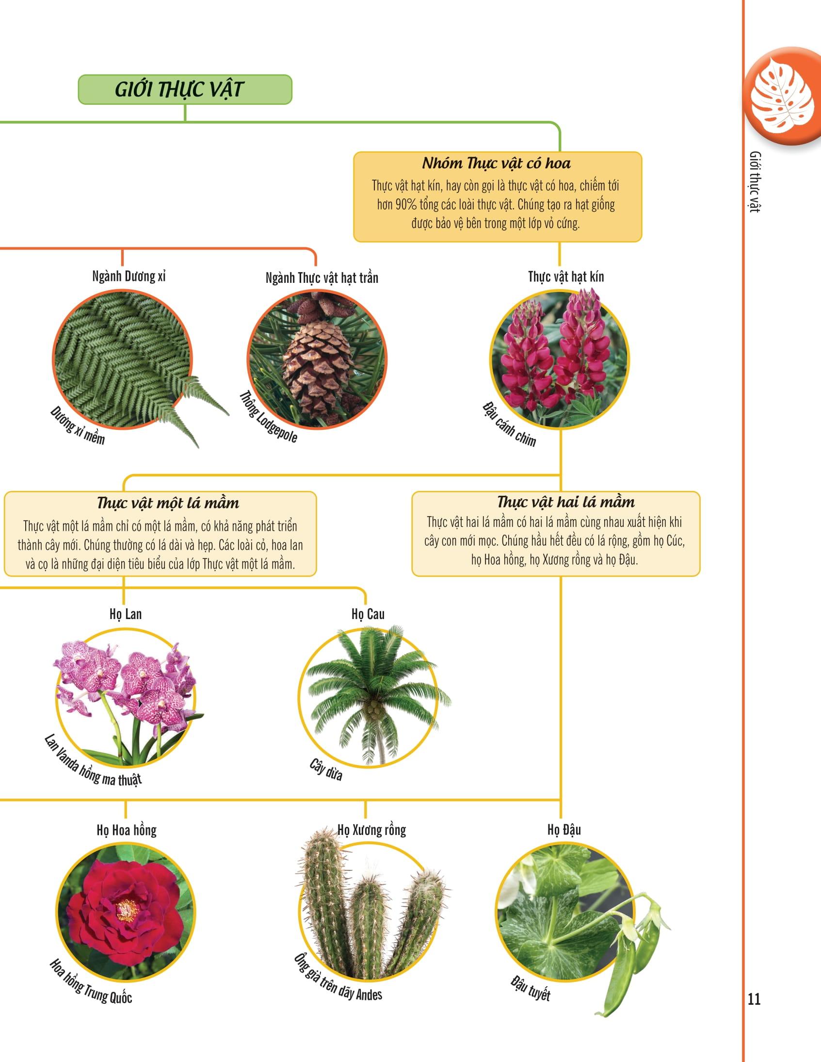 Bách Khoa Thư Về Thế Giới Thực Vật - Cây, Lá, Hoa Và Hạt