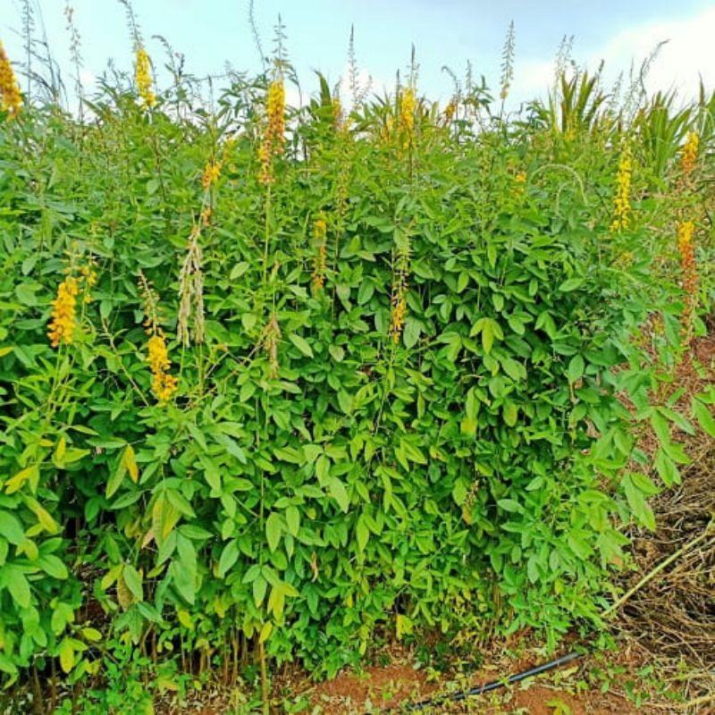 500 gram muồng vàng hạt lớn