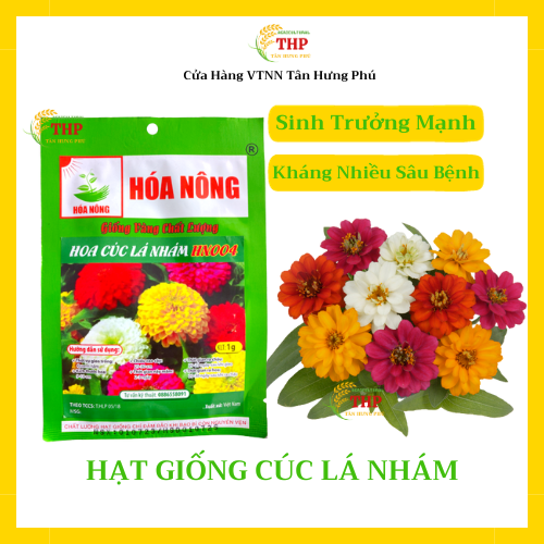 Hạt giống Hoa Cúc Lá Nhám HN004 | Hạt giống | gói 1gr
