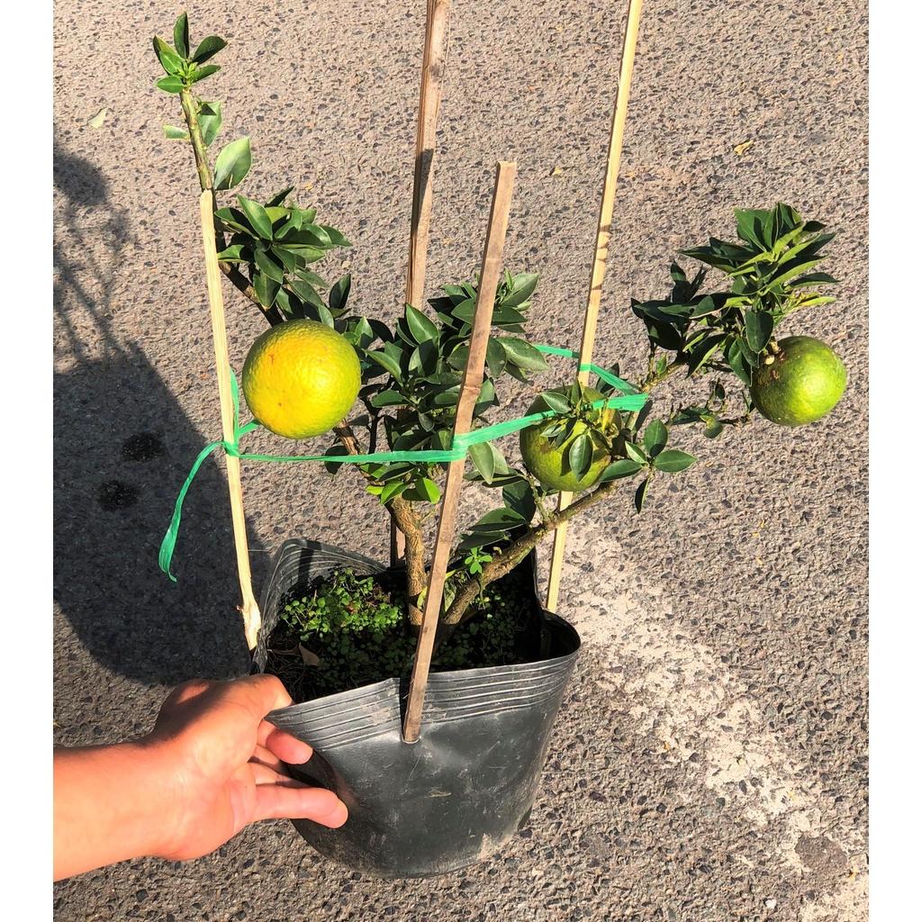 Cây Cam Mỹ đã cho trái