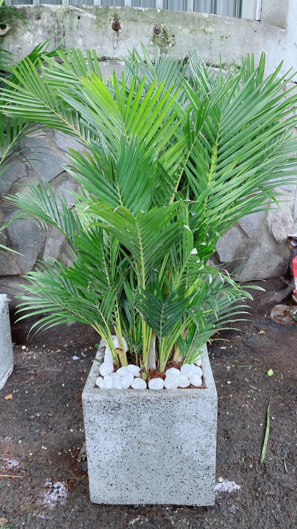 Chậu Cây Cau Kiểng 1m Hàng Đẹp