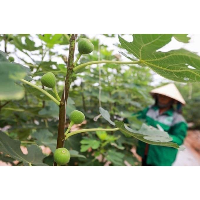 Cây giống sung mỹ Brunswick