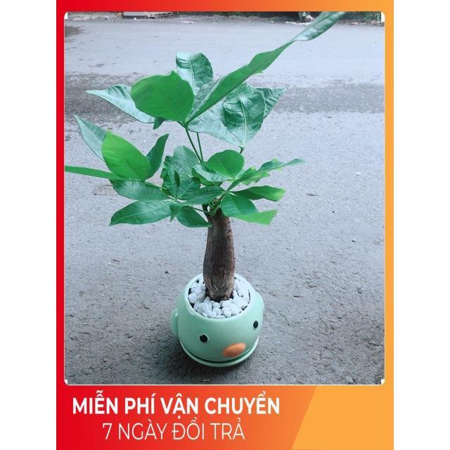 Chậu Kim Ngân 1 Thân