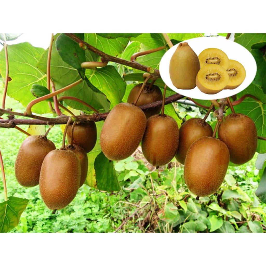CÂY GIỐNG KIWI LEO GIÀN RUỘT XANH DÒNG QUẢ SỚM, CAM KẾT CHUẨN GIỐNG F1 + Tặng 01 cây dâu da đất