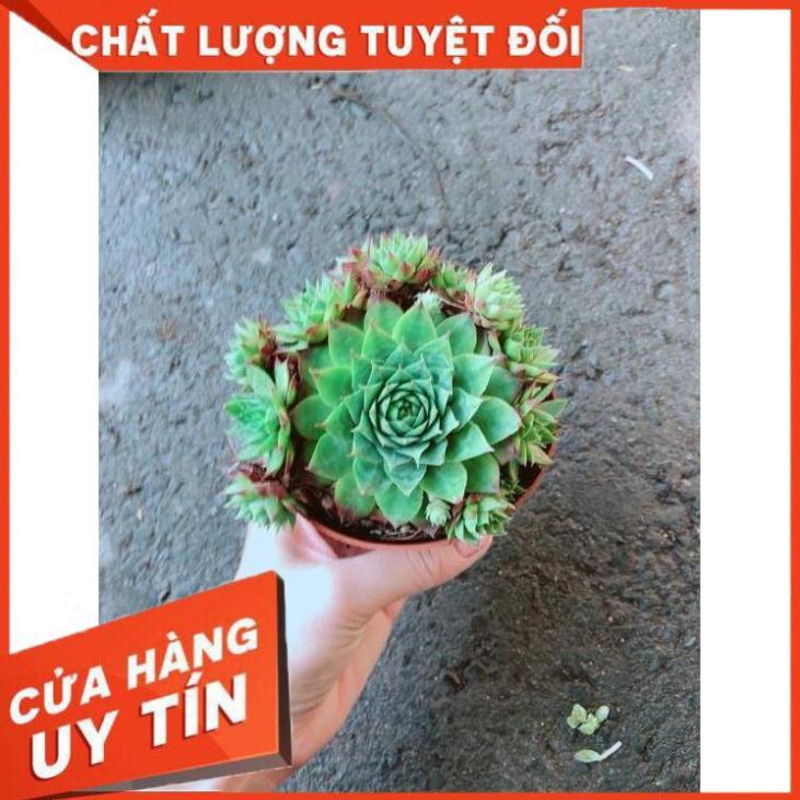 Chậu Phật Bà Xanh Nhiều Người Mua