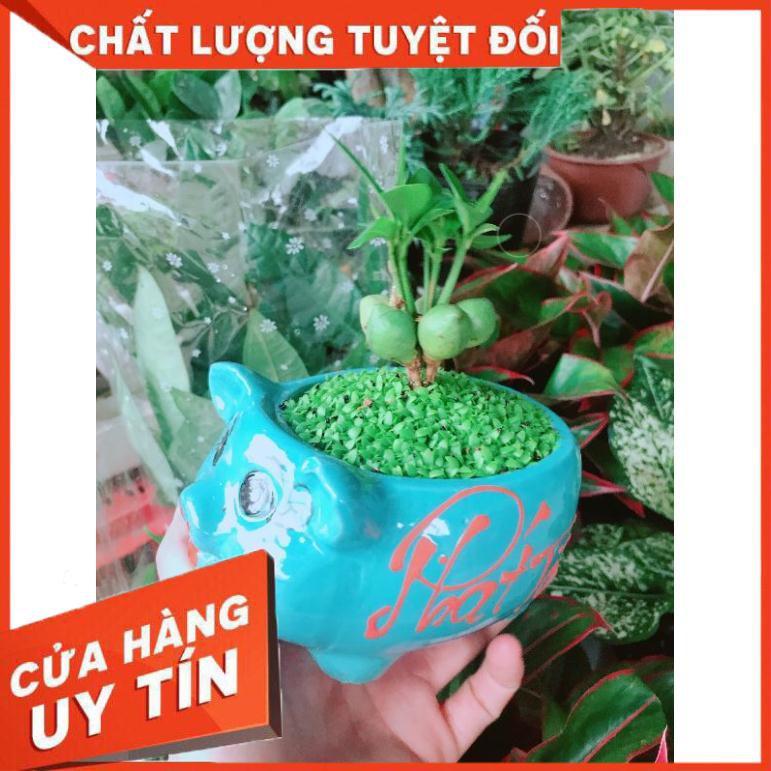 Chậu may mắn con heo Nhiều Người Mua