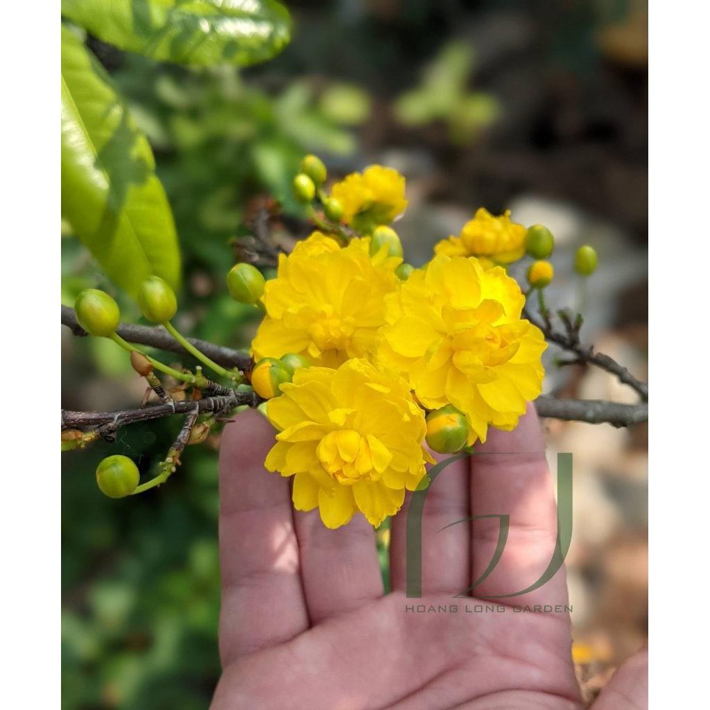 Cây giống Mai Cúc .