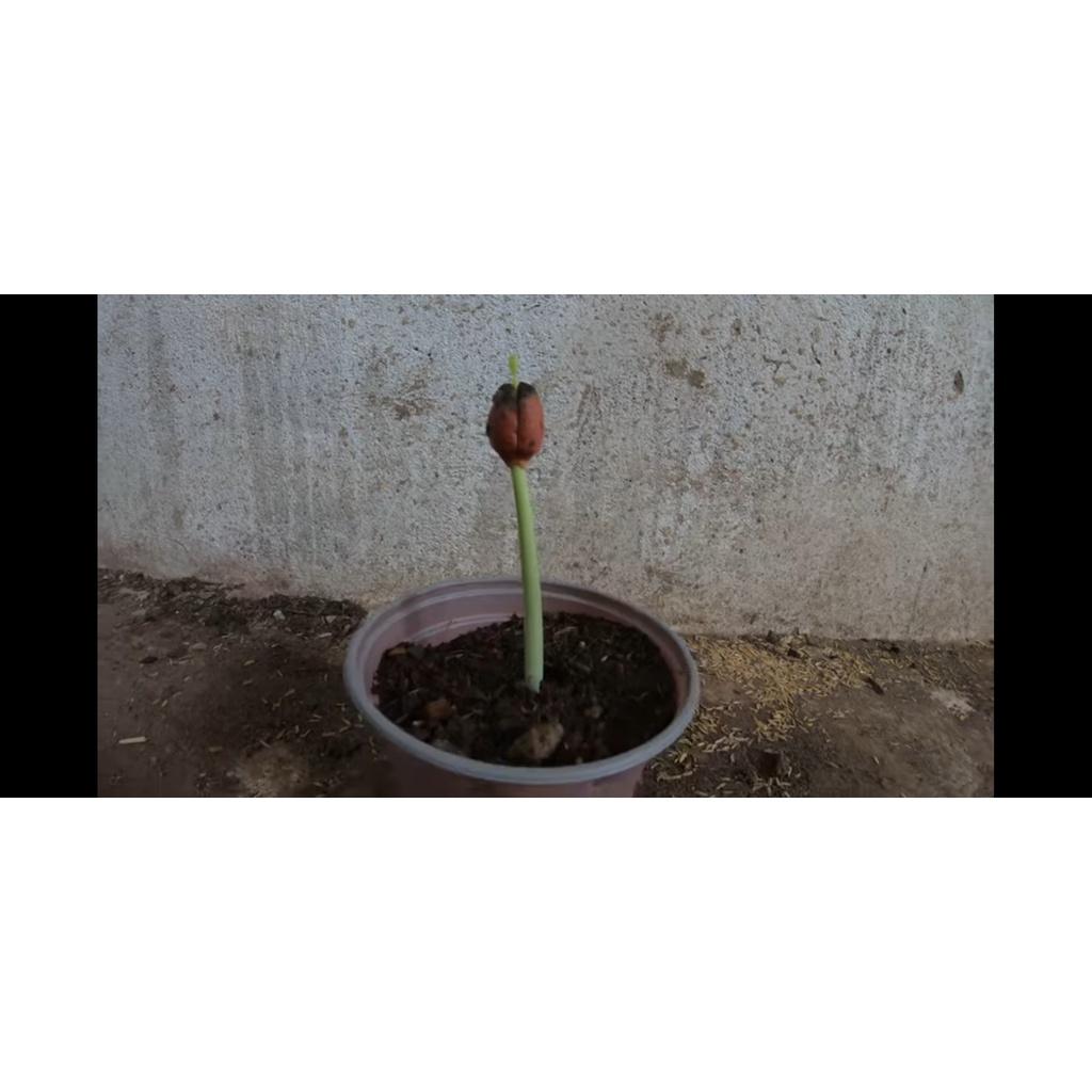 500 gram hạt giống cà te, gõ đỏ
