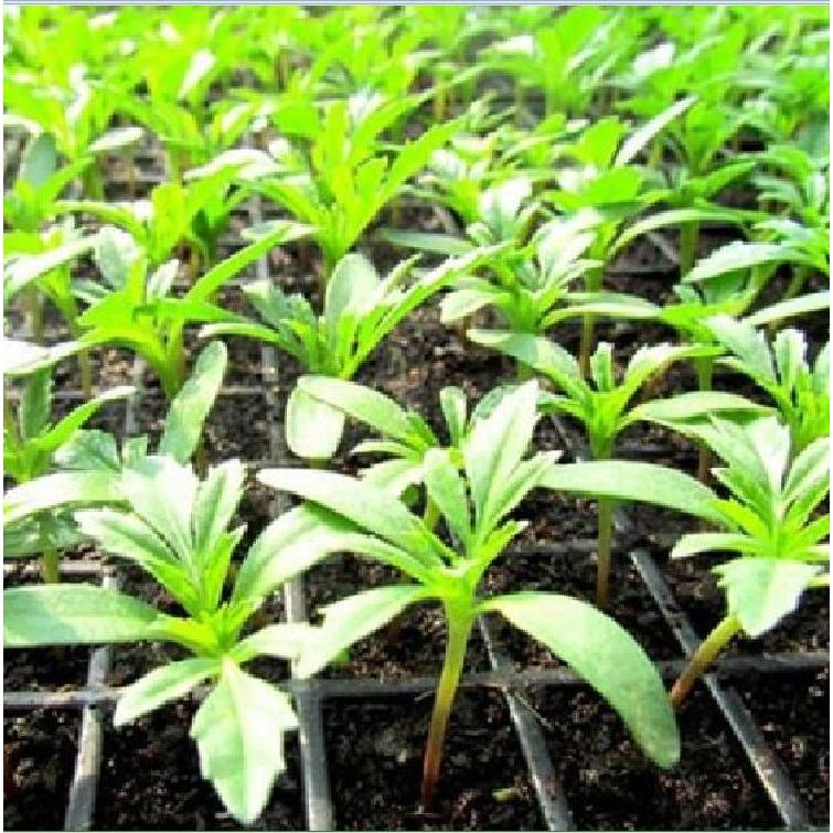 Hạt giống hoa Vạn Thọ vàng chanh Lùn F1 -TVVCC