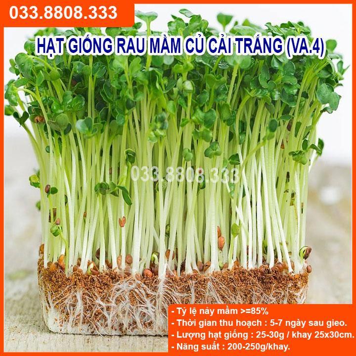 1KG HẠT GIỐNG RAU MẦM CỦ CẢI TRẮNG - DỄ TRỒNG DỄ CHĂM