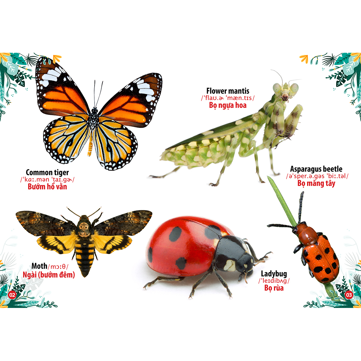 Từ Điển - Thư Viện hình Ảnh Song Ngữ Đầu Tiên Của Bé - Phương Tiện Giao Thông - Côn Trùng Bò Sát