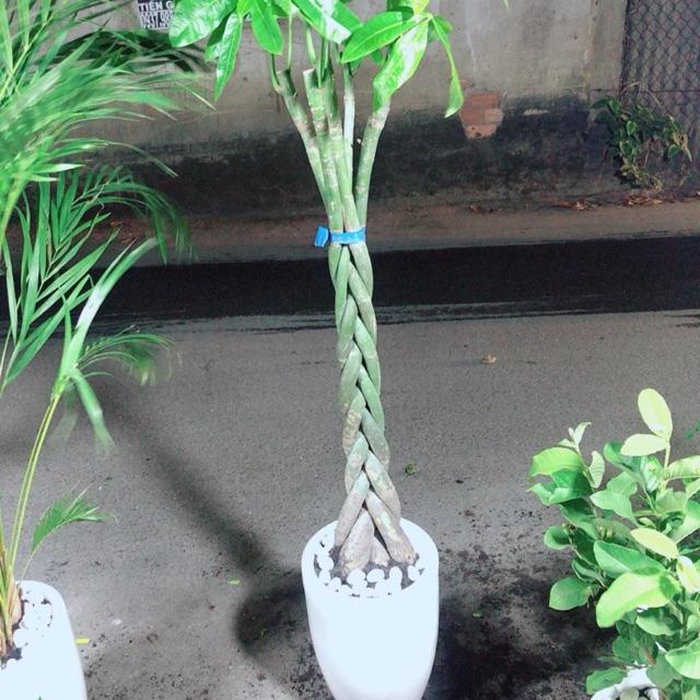 Chậu Cây Kim Ngân Lớn