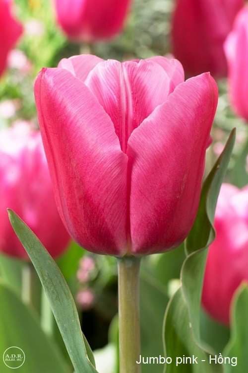 Bộ 5 củ giống hoa tulip hoa màu hồng