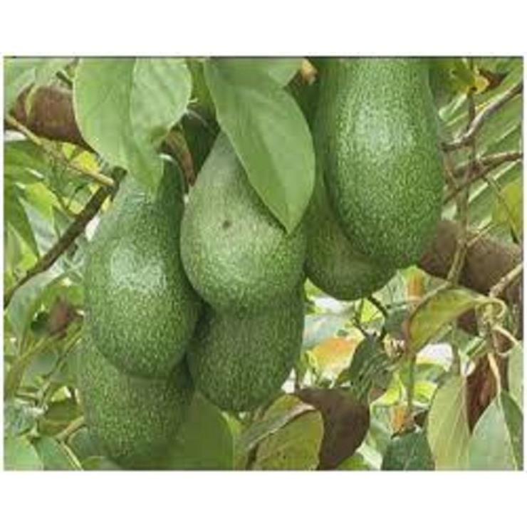 CÂY GIỐNG BƠ SÁP XANH
