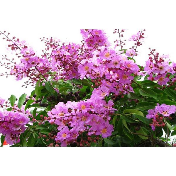 COMBO 5 CÂY GIỐNG BẰNG LĂNG TÍM HÀNG CHUẨN F1