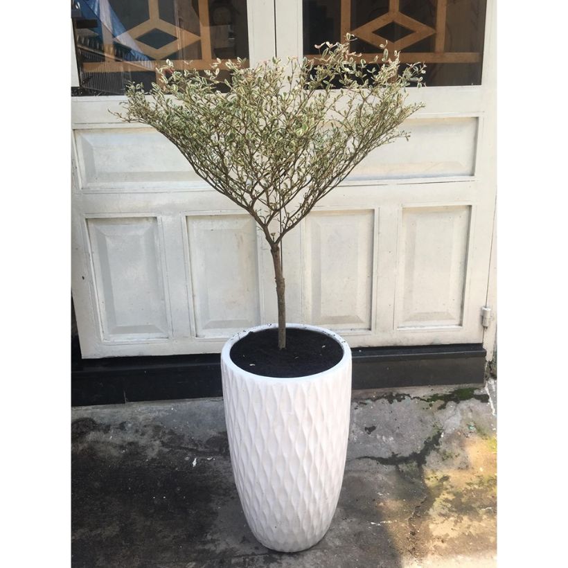 Cây cẩm thạch văn phòng