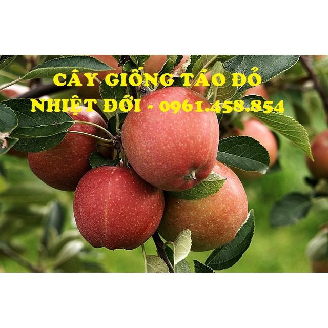 COMBO 1 CÂY TÁO ĐỎ & 1 CÂY CHERRY