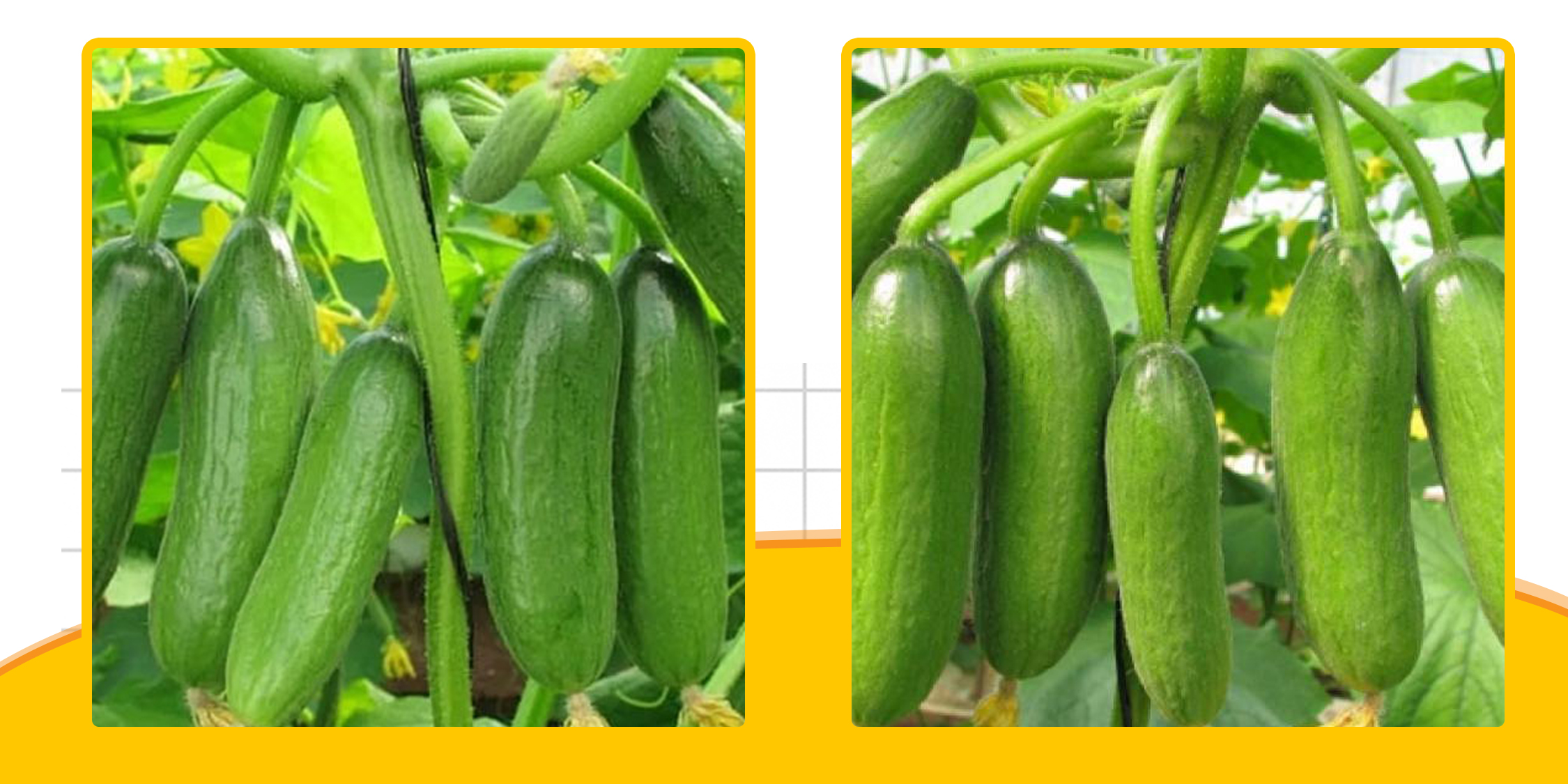Hạt giống Dưa Chuột Chùm Giống Tự Thụ Phấn, Dễ Trồng, Nhanh Cho Quả - Nông Sản Vàng