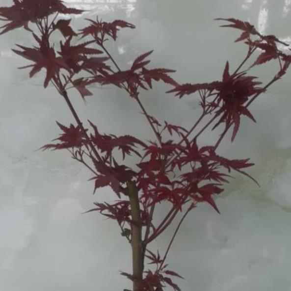 Cây phong lá đỏ