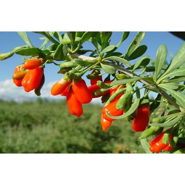 Hạt Giống Cây Kỷ Tử An Thần, Khoẻ Mạnh -