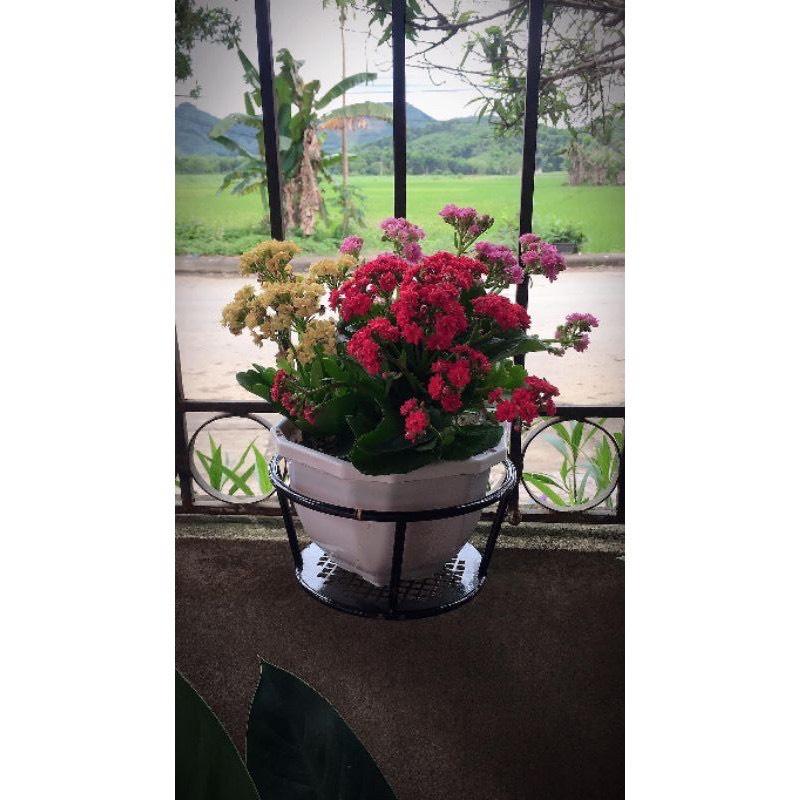 Giỏ hoa treo ban công - Chậu hoa, cây cảnh Có Móc Treo, khung thép chắc chắn, sơn tĩnh điện màu đen-trắng