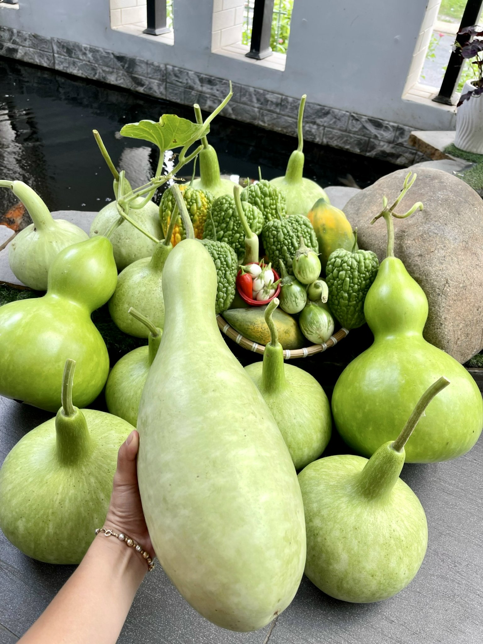 Phân bò Hapi Green dùng làm bón cho cây