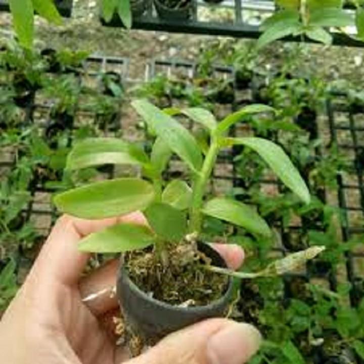 Phi điệp tím hòa bình hàng gieo hạt