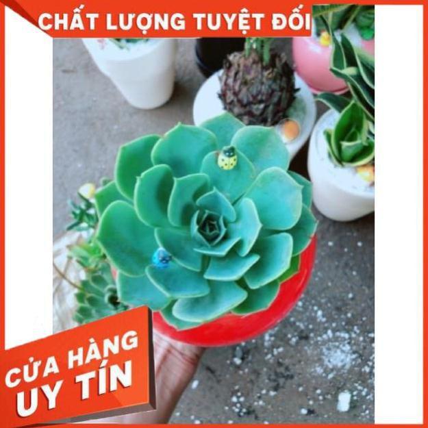 Chậu sen đá xanh đất