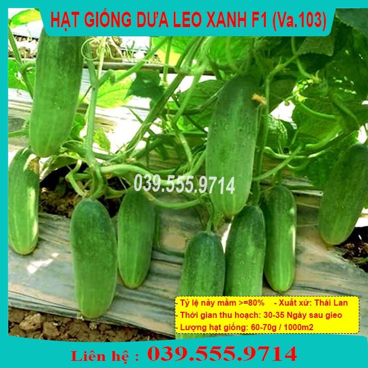 HẠT GIỐNG DƯA LEO XANH F1 VA103 1GRAM - SIÊU NĂNG SUẤT