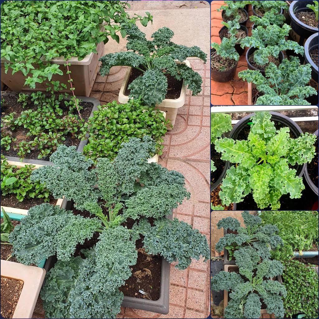 Hạt giống rau cải kale xoăn gói 20 hạt